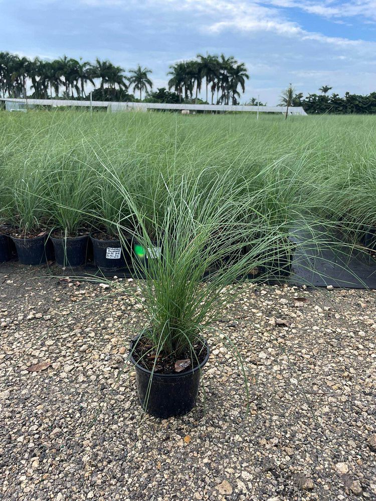 muhlenbergia-capillaris-gulf-coast-muhly-grass-hair-awn-muhly-pink-muhly-grass