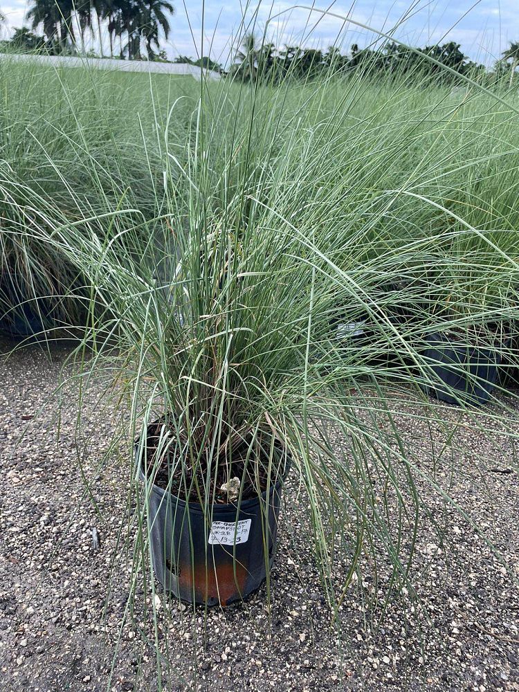 muhlenbergia-capillaris-gulf-coast-muhly-grass-hair-awn-muhly-pink-muhly-grass