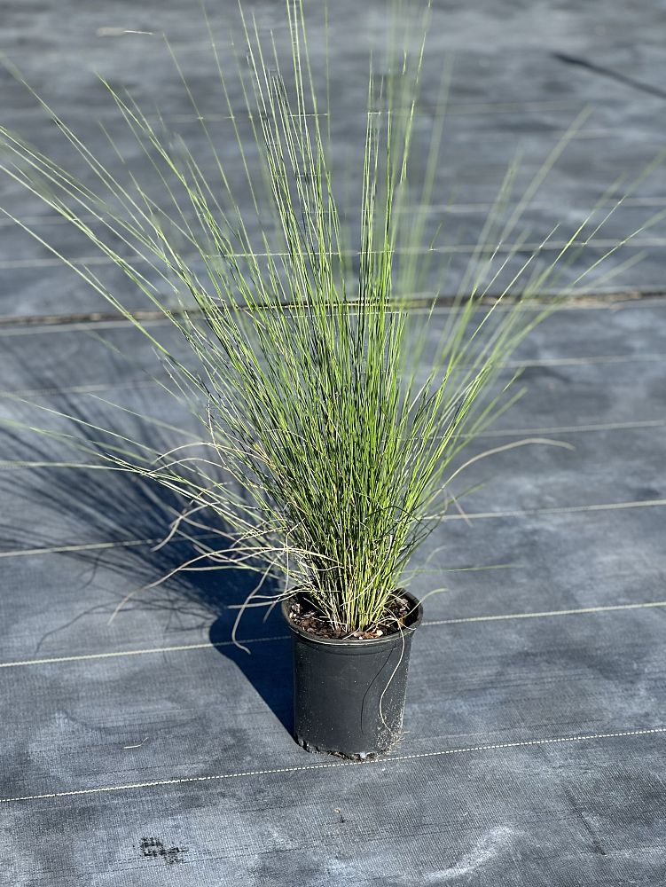 muhlenbergia-capillaris-gulf-coast-muhly-grass-hair-awn-muhly-pink-muhly-grass