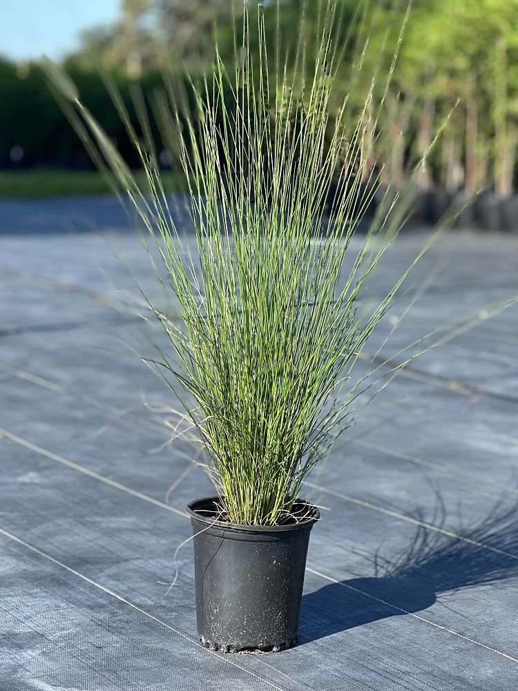 muhlenbergia-capillaris-gulf-coast-muhly-grass-hair-awn-muhly-pink-muhly-grass