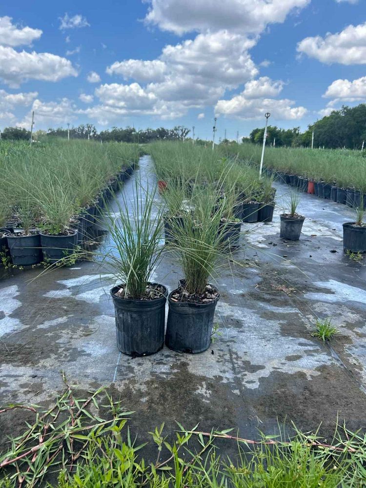 muhlenbergia-capillaris-gulf-coast-muhly-grass-hair-awn-muhly-pink-muhly-grass