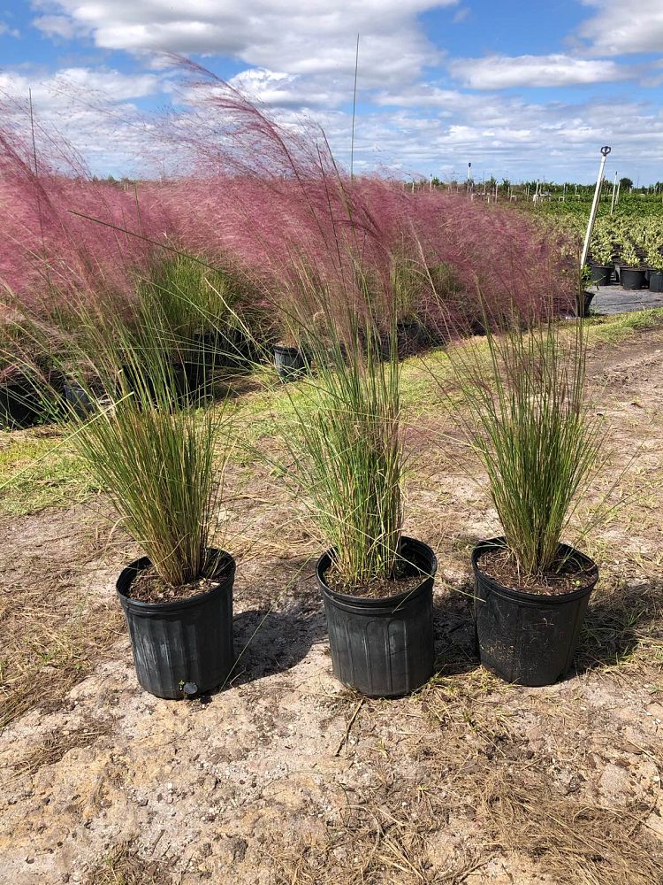 muhlenbergia-capillaris-gulf-coast-muhly-grass-hair-awn-muhly-pink-muhly-grass