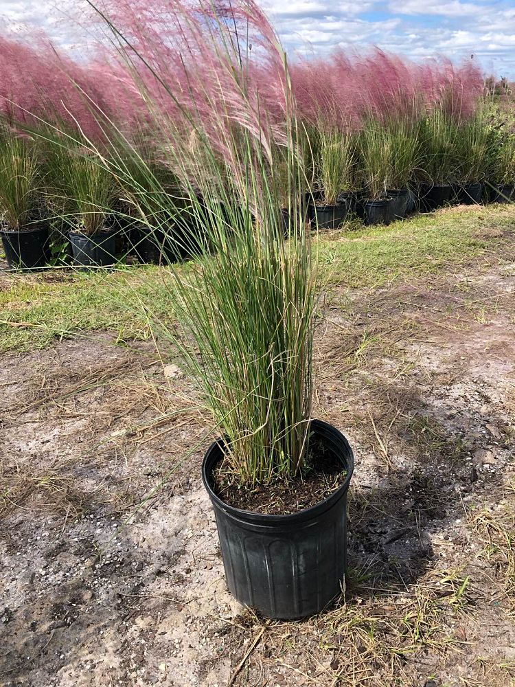 muhlenbergia-capillaris-gulf-coast-muhly-grass-hair-awn-muhly-pink-muhly-grass