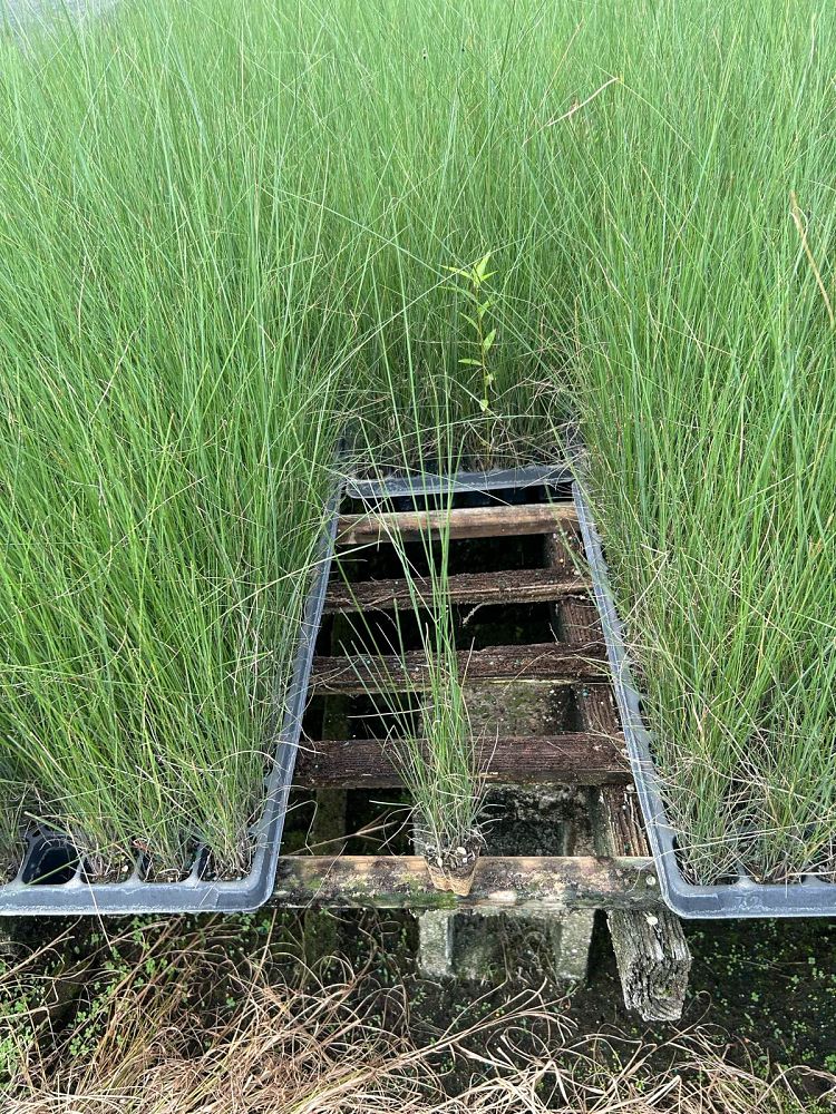 muhlenbergia-capillaris-gulf-coast-muhly-grass-hair-awn-muhly-pink-muhly-grass