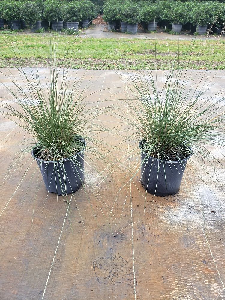muhlenbergia-capillaris-gulf-coast-muhly-grass-hair-awn-muhly-pink-muhly-grass