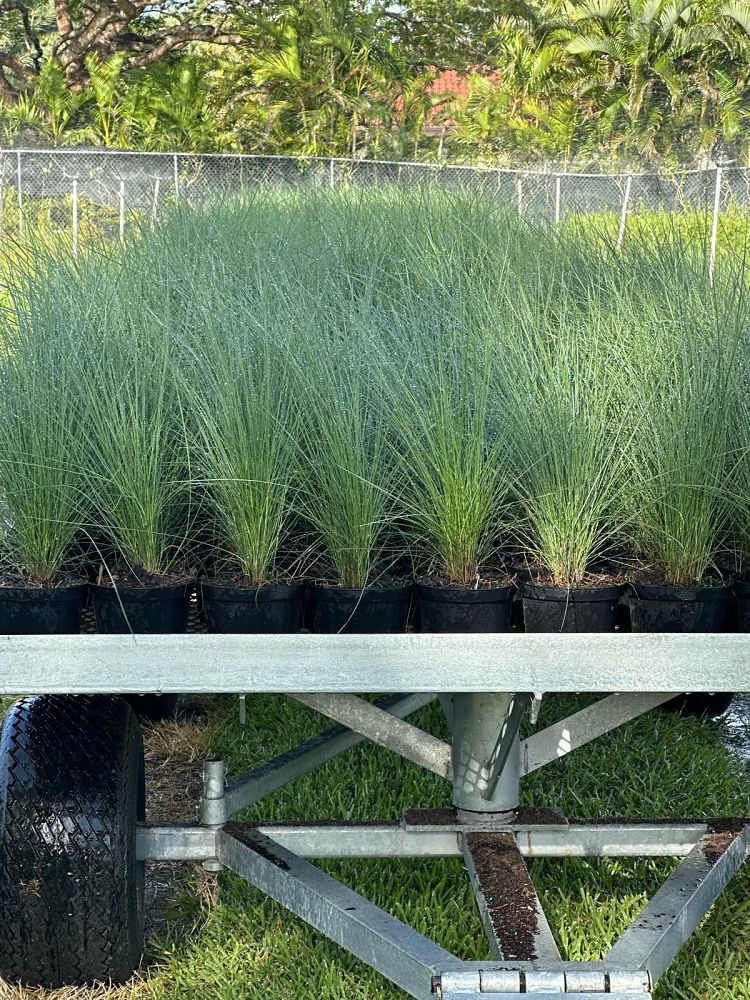 muhlenbergia-capillaris-gulf-coast-muhly-grass-hair-awn-muhly-pink-muhly-grass