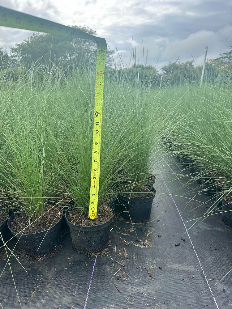 muhlenbergia-capillaris-gulf-coast-muhly-grass-hair-awn-muhly-pink-muhly-grass