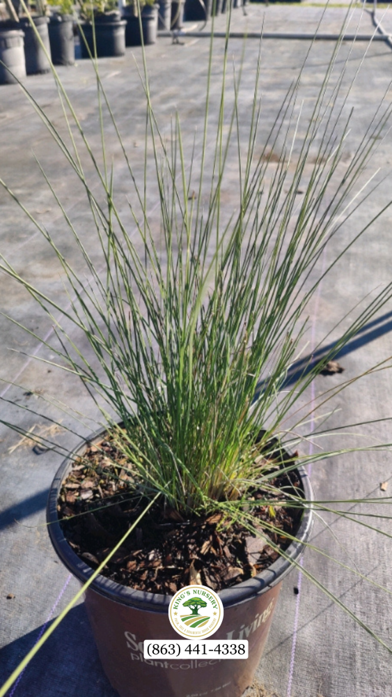 muhlenbergia-capillaris-gulf-coast-muhly-grass-hair-awn-muhly-pink-muhly-grass