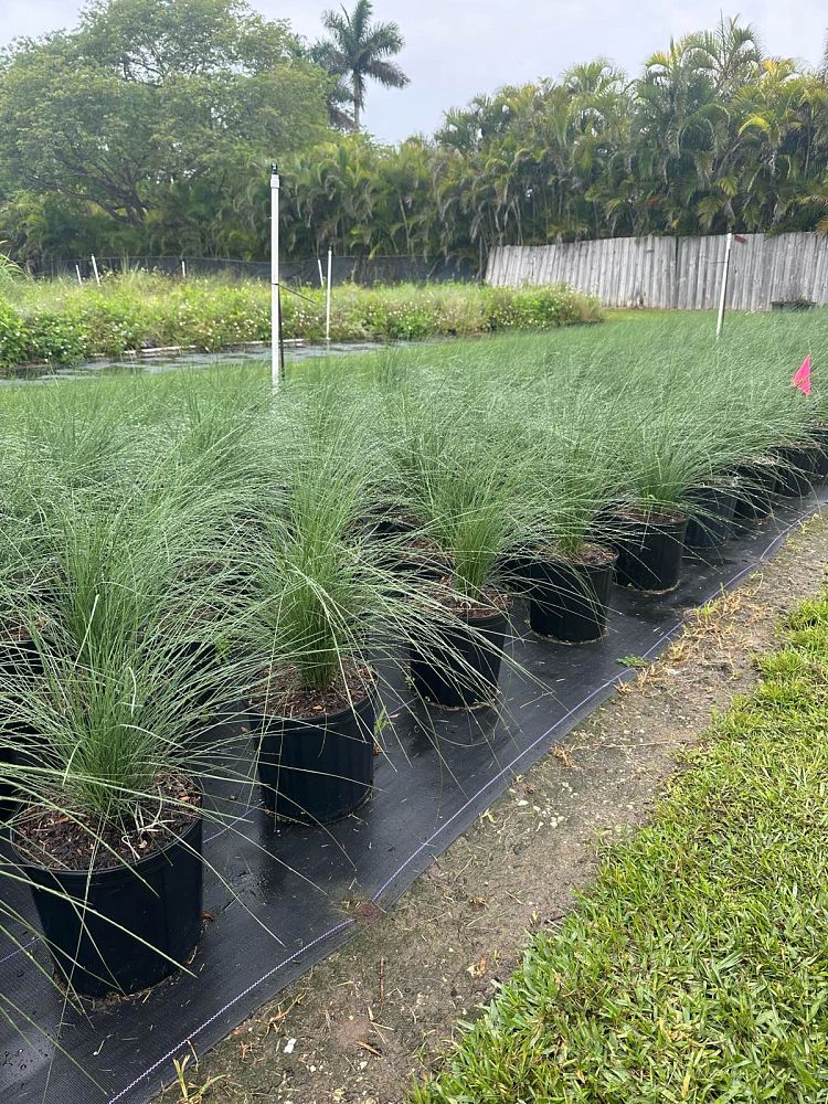 muhlenbergia-capillaris-gulf-coast-muhly-grass-hair-awn-muhly-pink-muhly-grass