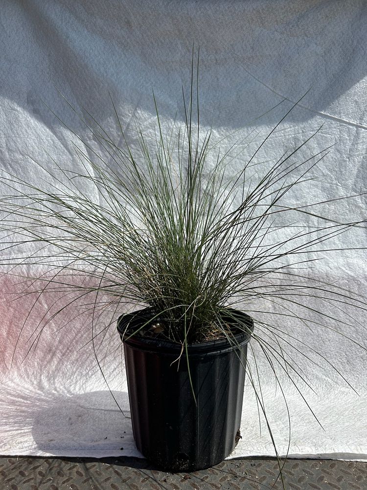 muhlenbergia-capillaris-gulf-coast-muhly-grass-hair-awn-muhly-pink-muhly-grass