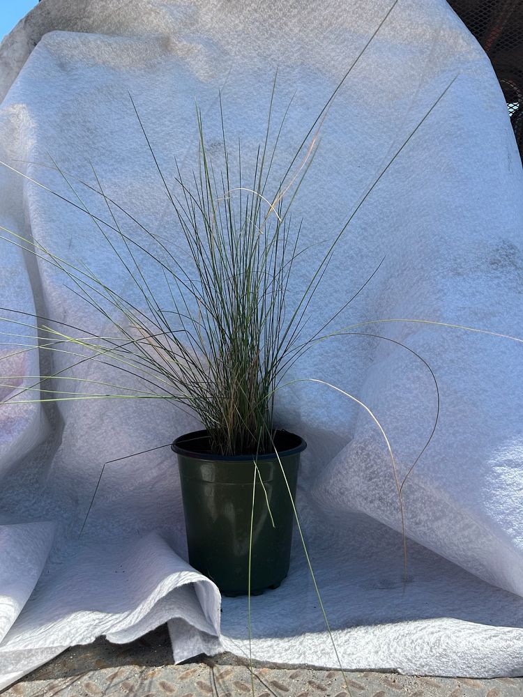 muhlenbergia-capillaris-gulf-coast-muhly-grass-hair-awn-muhly-pink-muhly-grass