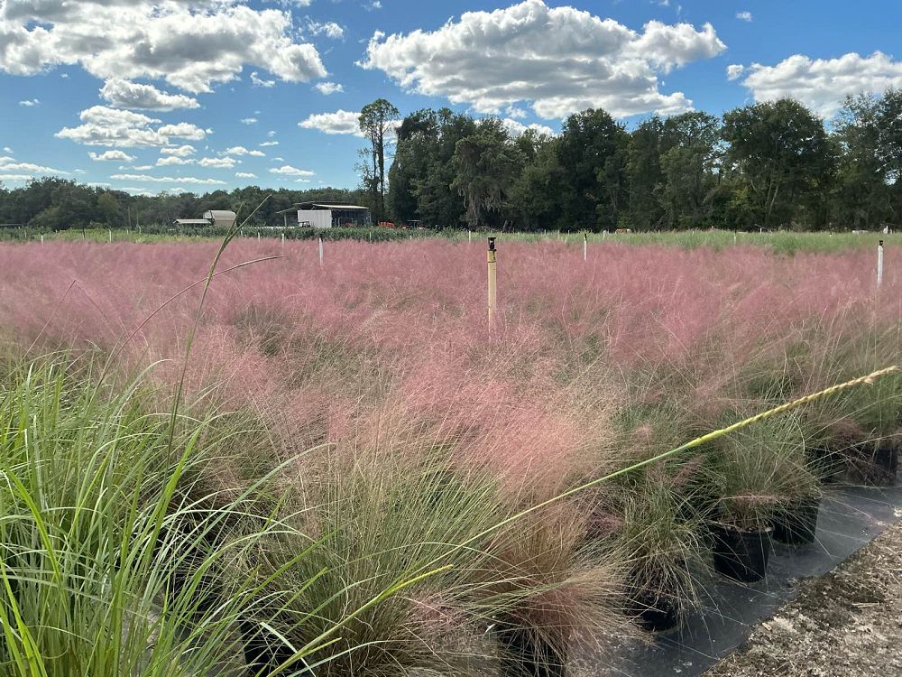 muhlenbergia-capillaris-gulf-coast-muhly-grass-hair-awn-muhly-pink-muhly-grass
