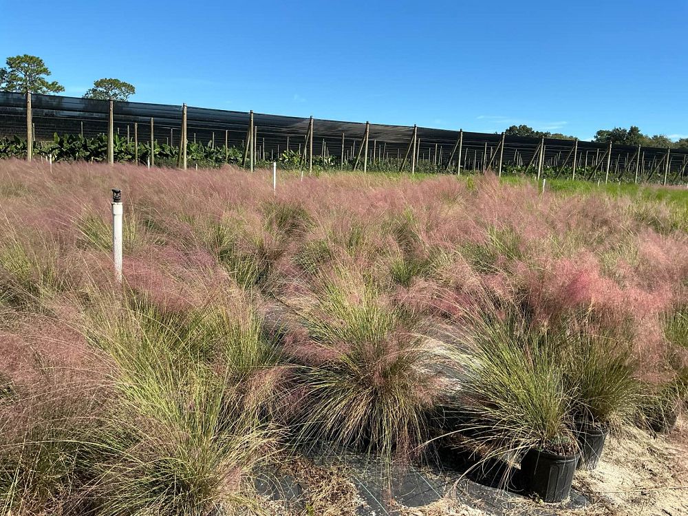 muhlenbergia-capillaris-gulf-coast-muhly-grass-hair-awn-muhly-pink-muhly-grass