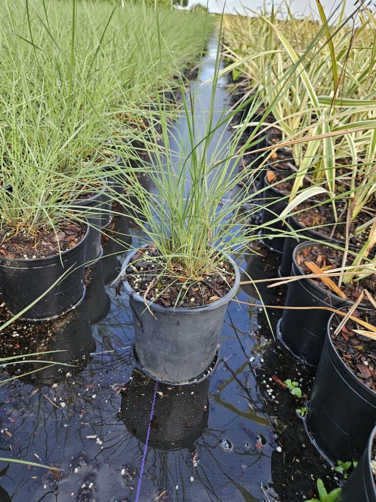 muhlenbergia-capillaris-gulf-coast-muhly-grass-hair-awn-muhly-pink-muhly-grass