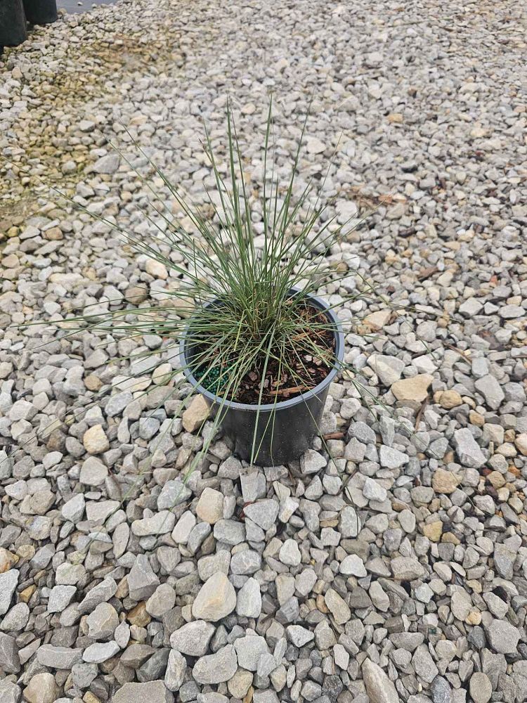 muhlenbergia-capillaris-gulf-coast-muhly-grass-hair-awn-muhly-pink-muhly-grass