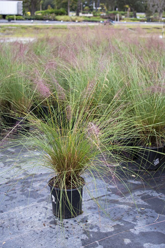 muhlenbergia-capillaris-gulf-coast-muhly-grass-hair-awn-muhly-pink-muhly-grass