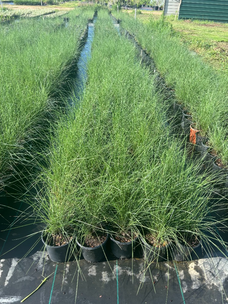 muhlenbergia-capillaris-gulf-coast-muhly-grass-hair-awn-muhly-pink-muhly-grass