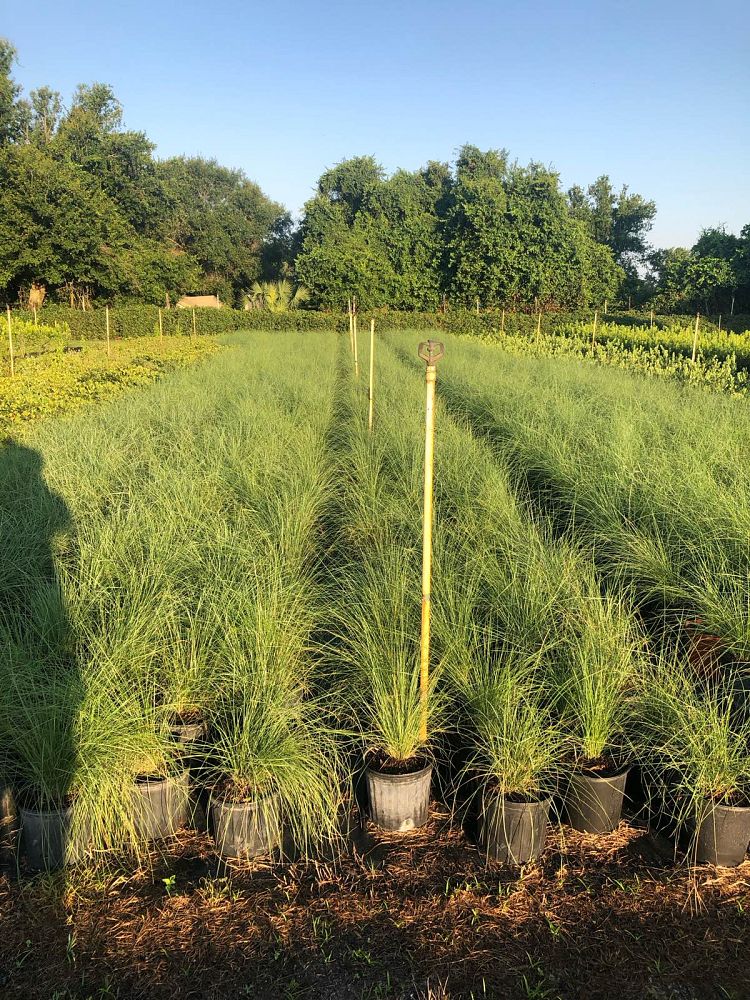 muhlenbergia-capillaris-gulf-coast-muhly-grass-hair-awn-muhly-pink-muhly-grass