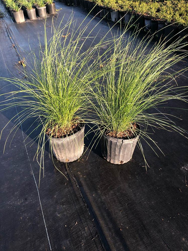 muhlenbergia-capillaris-gulf-coast-muhly-grass-hair-awn-muhly-pink-muhly-grass
