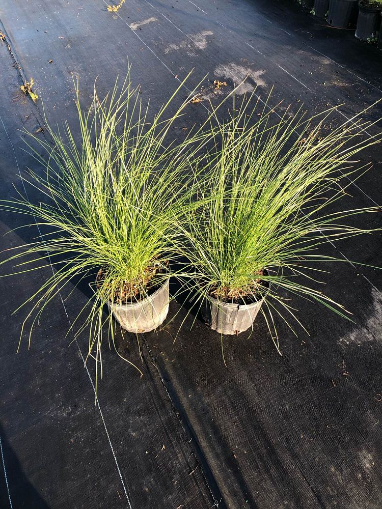 muhlenbergia-capillaris-gulf-coast-muhly-grass-hair-awn-muhly-pink-muhly-grass