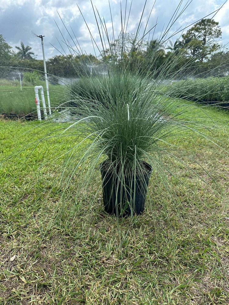 muhlenbergia-capillaris-gulf-coast-muhly-grass-hair-awn-muhly-pink-muhly-grass