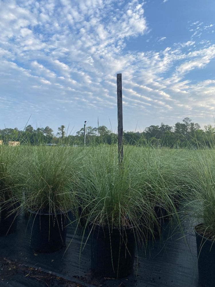 muhlenbergia-capillaris-gulf-coast-muhly-grass-hair-awn-muhly-pink-muhly-grass