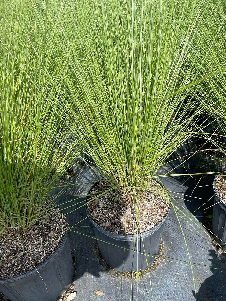 muhlenbergia-capillaris-gulf-coast-muhly-grass-hair-awn-muhly-pink-muhly-grass