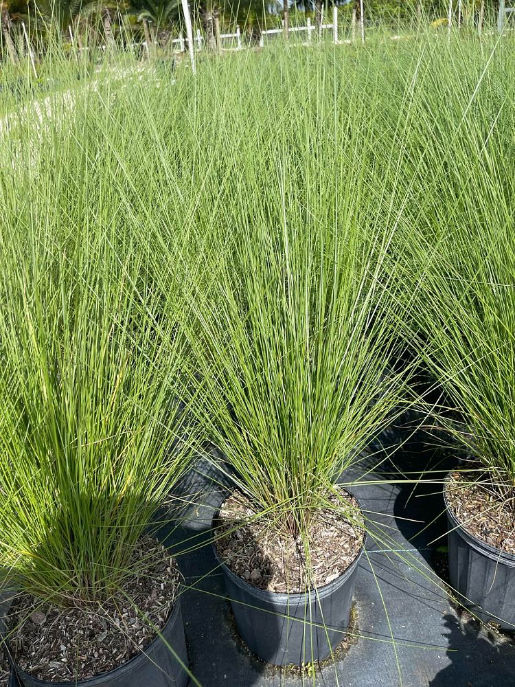 muhlenbergia-capillaris-gulf-coast-muhly-grass-hair-awn-muhly-pink-muhly-grass