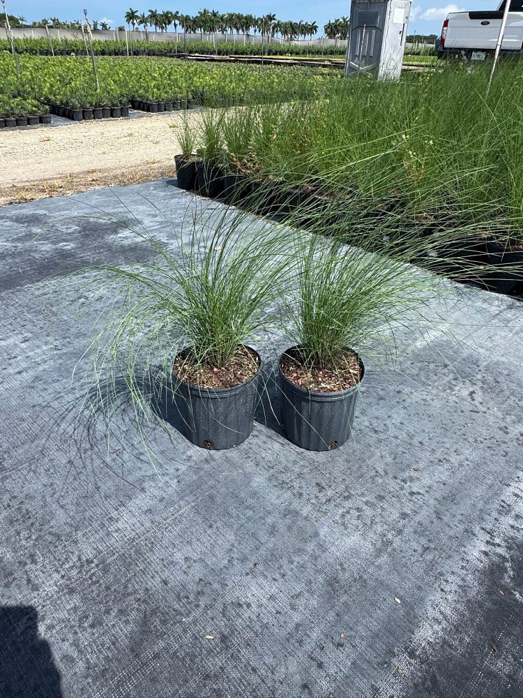muhlenbergia-capillaris-gulf-coast-muhly-grass-hair-awn-muhly-pink-muhly-grass