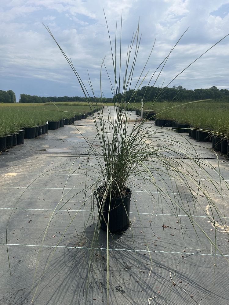muhlenbergia-capillaris-gulf-coast-muhly-grass-hair-awn-muhly-pink-muhly-grass