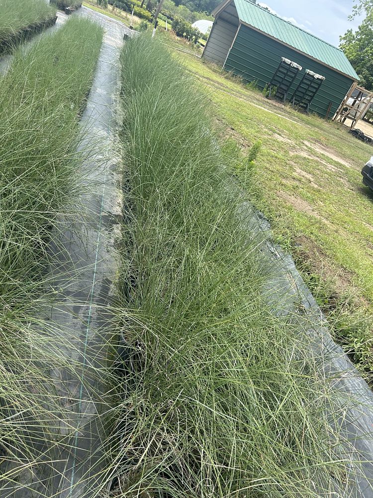 muhlenbergia-capillaris-gulf-coast-muhly-grass-hair-awn-muhly-pink-muhly-grass