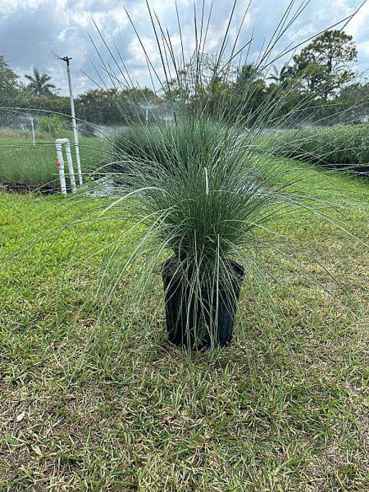 muhlenbergia-capillaris-gulf-coast-muhly-grass-hair-awn-muhly-pink-muhly-grass