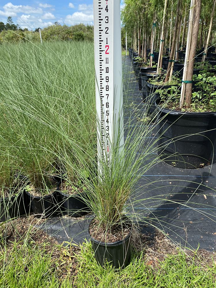 muhlenbergia-capillaris-gulf-coast-muhly-grass-hair-awn-muhly-pink-muhly-grass
