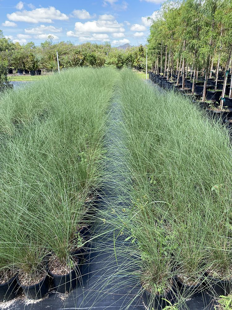muhlenbergia-capillaris-gulf-coast-muhly-grass-hair-awn-muhly-pink-muhly-grass