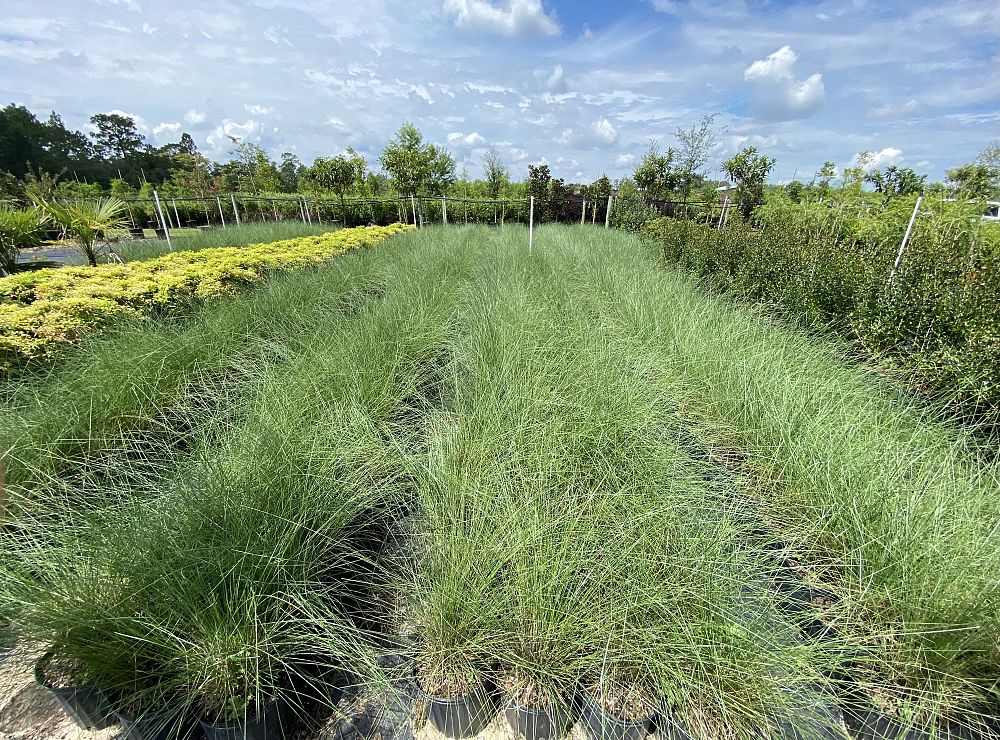 muhlenbergia-capillaris-gulf-coast-muhly-grass-hair-awn-muhly-pink-muhly-grass