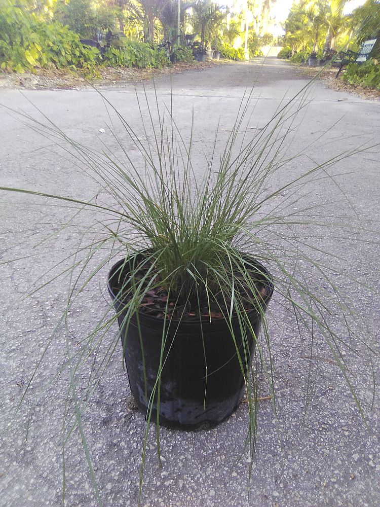 muhlenbergia-capillaris-gulf-coast-muhly-grass-hair-awn-muhly-pink-muhly-grass