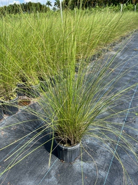 muhlenbergia-capillaris-gulf-coast-muhly-grass-hair-awn-muhly-pink-muhly-grass