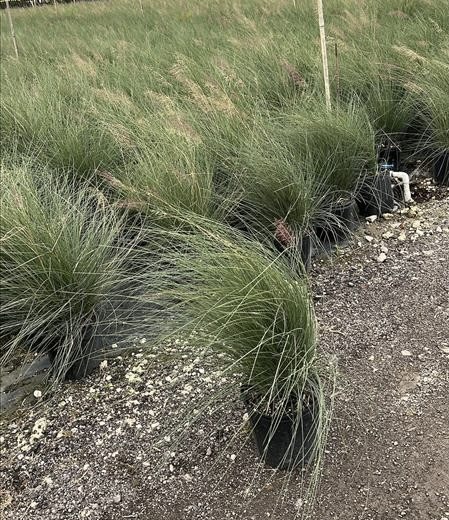 muhlenbergia-capillaris-gulf-coast-muhly-grass-hair-awn-muhly-pink-muhly-grass