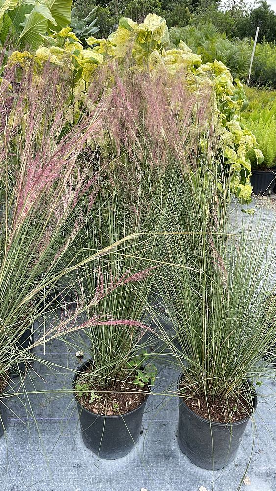 muhlenbergia-capillaris-gulf-coast-muhly-grass-hair-awn-muhly-pink-muhly-grass