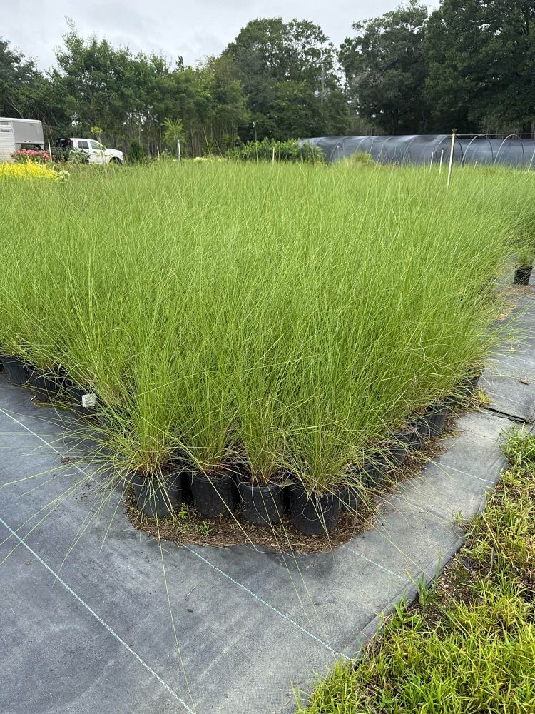 muhlenbergia-capillaris-gulf-coast-muhly-grass-hair-awn-muhly-pink-muhly-grass