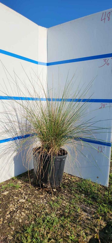 muhlenbergia-capillaris-gulf-coast-muhly-grass-hair-awn-muhly-pink-muhly-grass