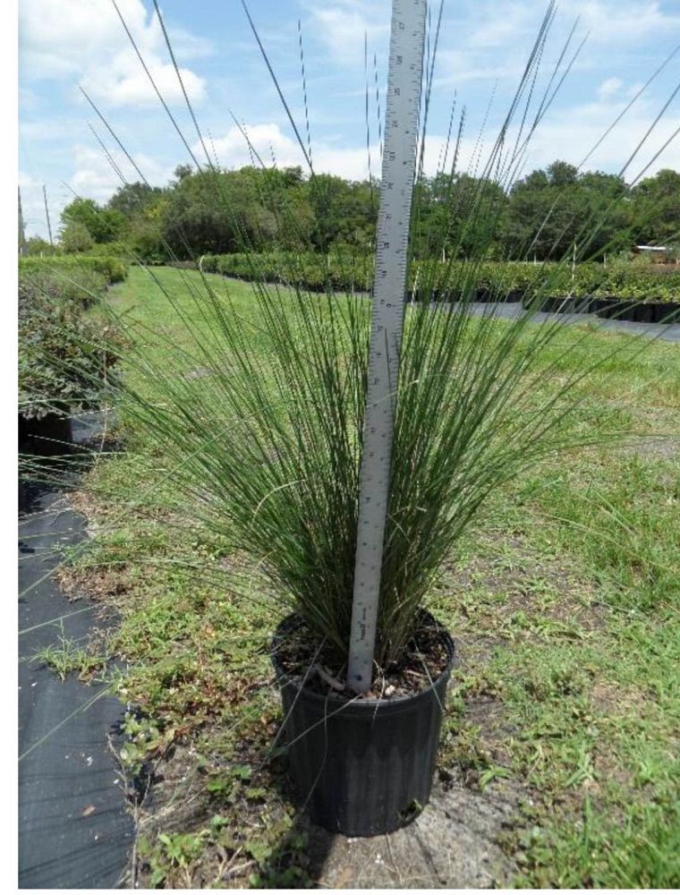 muhlenbergia-capillaris-gulf-coast-muhly-grass-hair-awn-muhly-pink-muhly-grass