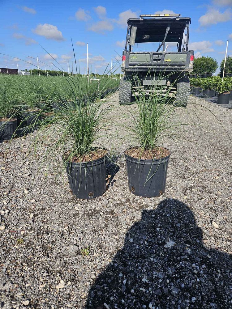 muhlenbergia-capillaris-gulf-coast-muhly-grass-hair-awn-muhly-pink-muhly-grass