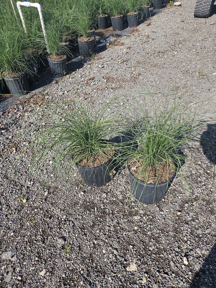 muhlenbergia-capillaris-gulf-coast-muhly-grass-hair-awn-muhly-pink-muhly-grass