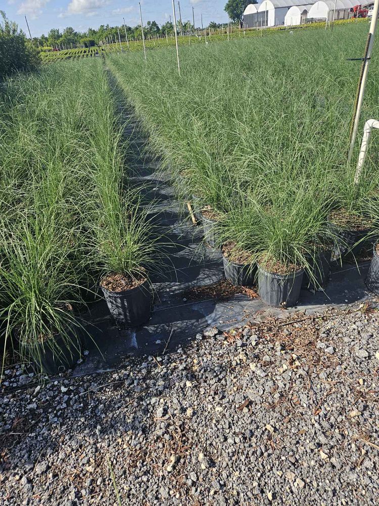 muhlenbergia-capillaris-gulf-coast-muhly-grass-hair-awn-muhly-pink-muhly-grass