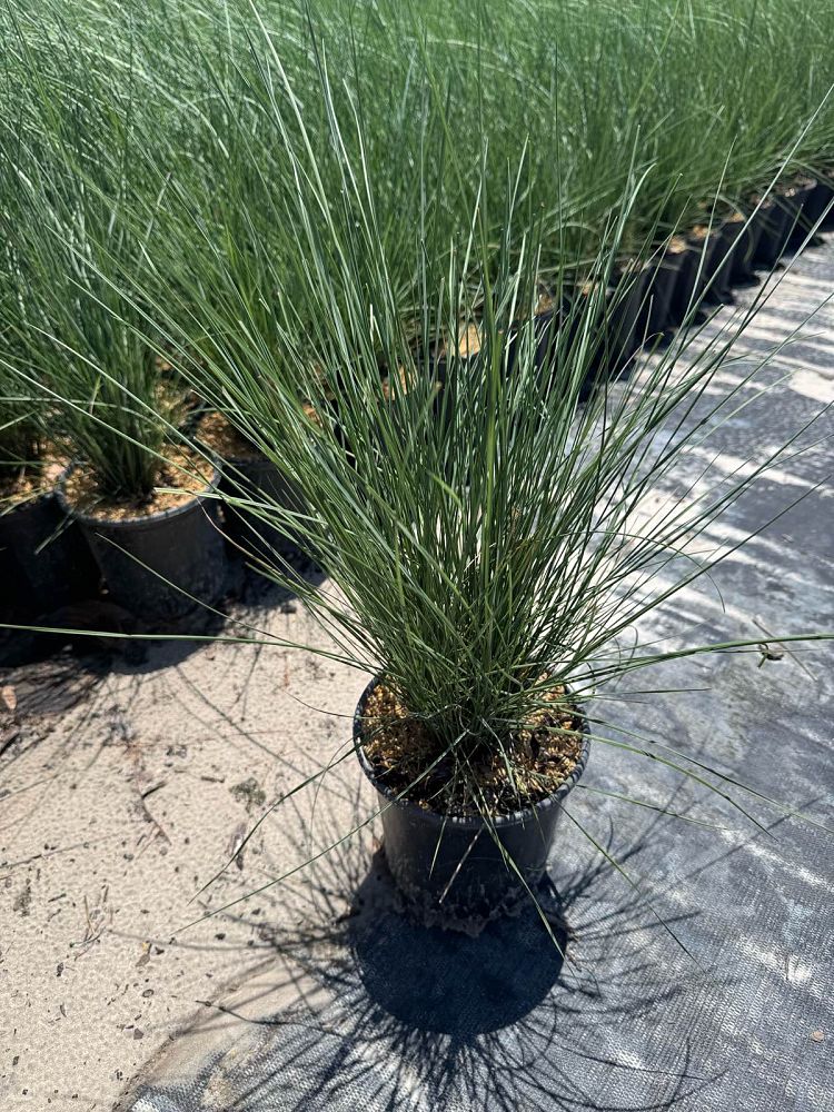 muhlenbergia-capillaris-gulf-coast-muhly-grass-hair-awn-muhly-pink-muhly-grass