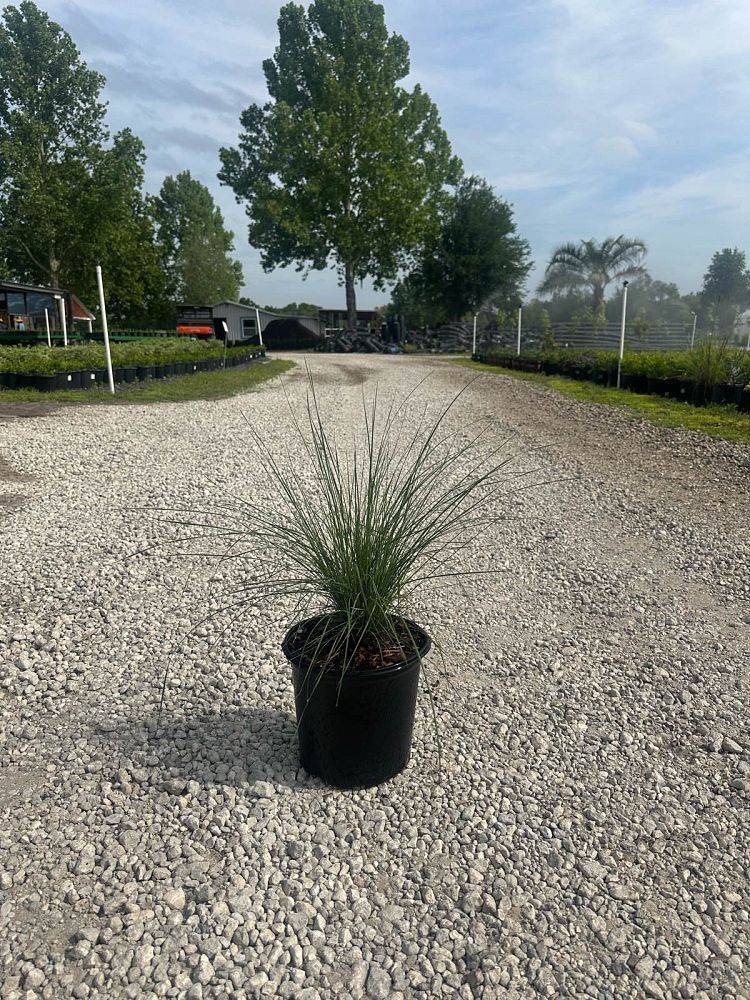 muhlenbergia-capillaris-gulf-coast-muhly-grass-hair-awn-muhly-pink-muhly-grass