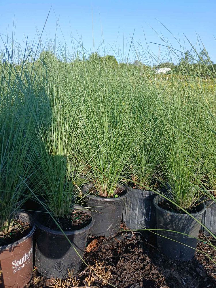 muhlenbergia-capillaris-gulf-coast-muhly-grass-hair-awn-muhly-pink-muhly-grass