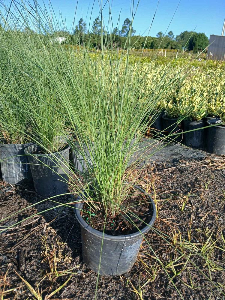 muhlenbergia-capillaris-gulf-coast-muhly-grass-hair-awn-muhly-pink-muhly-grass