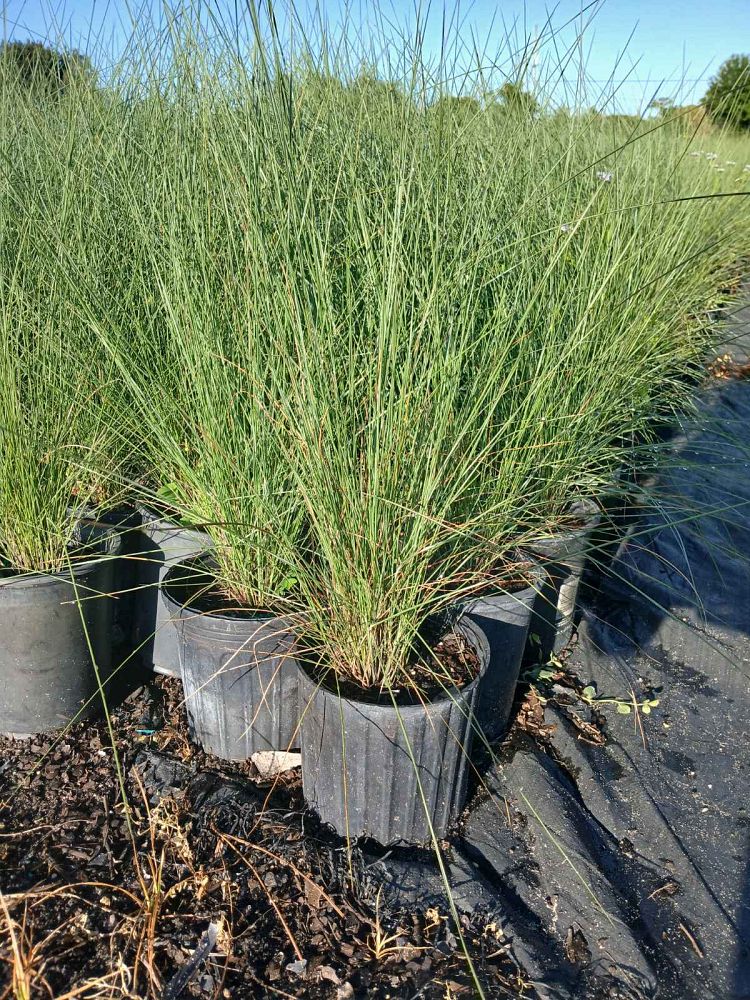 muhlenbergia-capillaris-gulf-coast-muhly-grass-hair-awn-muhly-pink-muhly-grass